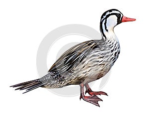 Andean duck, Merganetta armata
