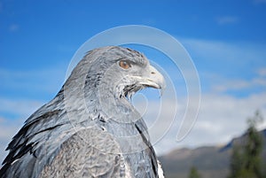 Andean Eagle