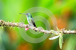 Andean emeral sitting on branch, hummingbird from tropical forest,Peru,bird perching,tiny beautiful bird resting on flower