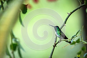 Andean emeral sitting on branch, hummingbird from tropical forest,Peru,bird perching,tiny beautiful bird resting on flower in gard