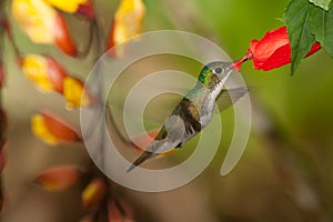 Andean Emerald 1