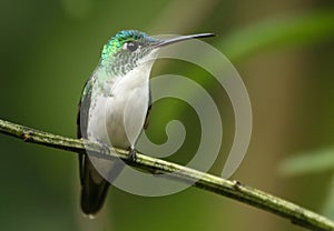 Andean Emerald