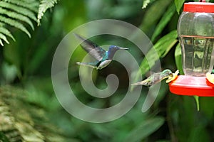 Andean emerald and White-necked jacobin hummingbirds in flight photo