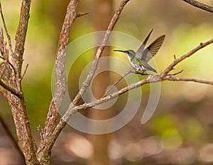 Andean Emerald Hummingbird