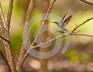 Andean Emerald Hummingbird photo