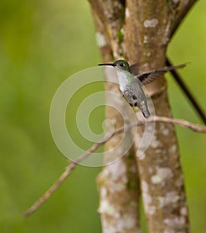 Andean Emerald Hummingbird photo