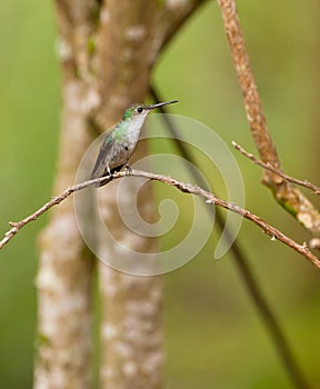 Andean Emerald Hummingbird photo