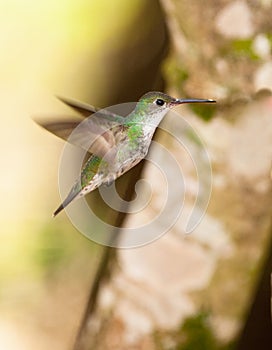 Andean Emerald Hummingbird