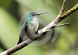 Andean Emerald Hummingbird, Amazilia franciae photo