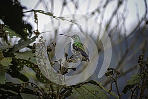 Andean emerald hummingbird Amazilia franciae photo