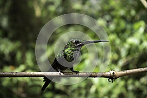 Andean emerald hummingbird Amazilia franciae posing in profile on a Branch photo