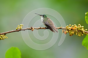 Andean Emerald Hummingbird, Male