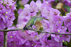 Andean Emerald 844390 photo