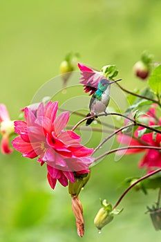 Andean emerald sitting on branch, hummingbird from tropical forest,Colombia,bird perching,tiny beautiful bird resting on flower