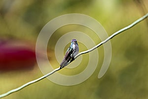 Andean emerald (Uranomitra franciae) perched on tiny branch, Rogitama Biodiversidad, Colombia photo