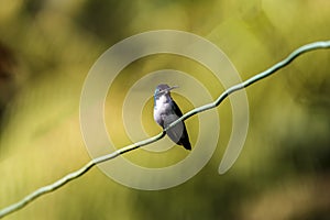 Andean emerald (Uranomitra franciae) perched on tiny branch, Rogitama Biodiversidad, Colombia photo