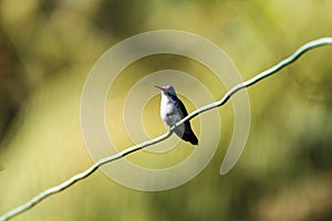 Andean emerald (Uranomitra franciae) perched on a tiny branch photo