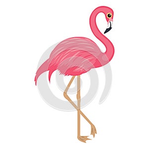 Andean flamingo, bird Vector Icon  Isolated Vector icon which can easily modify or edit