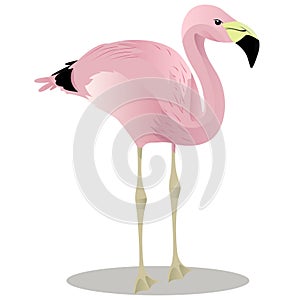 Andean flamingo cartoon bird