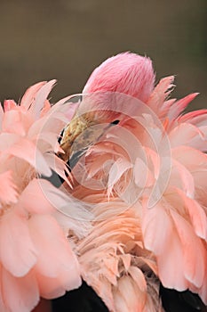 Andean flamingo photo