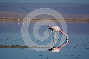 Andean flamingo foraging at Chaxa lagoon. Los Flamencos National Reserve. Chile