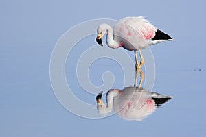 The Andean Flamingo Phoenicopterus andinus is one of the rarest flamingos in the world.