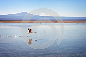 Andean flamingo taking flight in Laguna Chaxa, Atacama salar, Chile