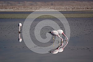 Andean flamingos foraging at Chaxa lagoon. Los Flamencos National Reserve. Chile photo