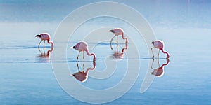 Andean flamingos in Laguna Chaxa Atacama salar, Chile
