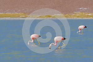 Andean Flamingos, phoenicoparrus andinus, feeding at Laguna Brava near Paso Pircas Negras, Argentina photo