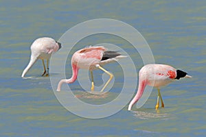 Andean Flamingos, phoenicoparrus andinus, feeding at Laguna Brava near Paso Pircas Negras, Argentina photo