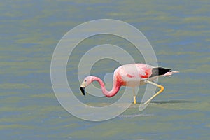 Andean Flamingos, phoenicoparrus andinus, feeding at Laguna Brava near Paso Pircas Negras, Argentina photo