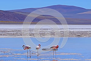 Andean Flamingos, phoenicoparrus andinus, feeding at Laguna De Mulas Muertas near Paso Pircas Negras, Argentina