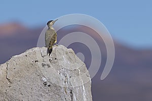 Andean Flicker on the Altiplano of Northern Chile photo