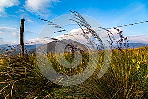 Andean flora of the paramos