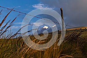 Andean flora of the paramos
