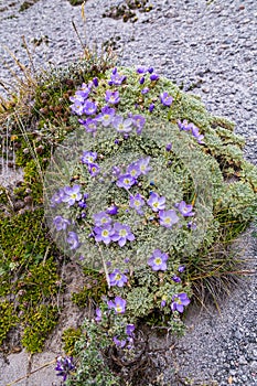 Andean flora of the paramos