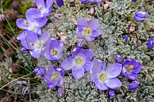 Andean flora of the paramos