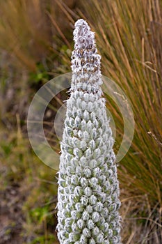 Andean flora of the paramos