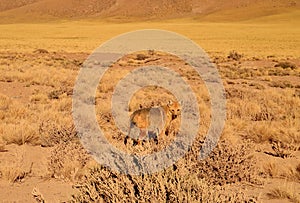 Andean Fox Gracing in the Foothill of Atacama Desert, the Los Flamencos National Reserve, Northern Part of Chile