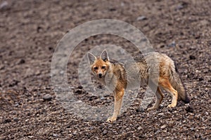 Andean Fox (Lycalopex culpaeus)