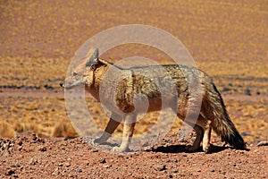 Andean fox, lycalopex culpaeus, also known as zorro culpeo. Atacama desert, Chile photo