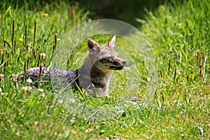 Andean fox, lycalopex culpaeus, also known as zorro culpeo. Carretera Austral, Chile