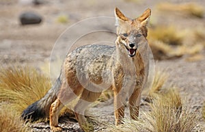 Andean fox in Siloli desert bolivia photo