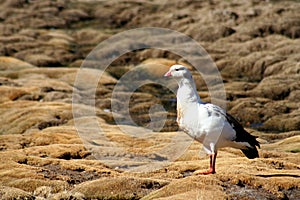White Andean goose