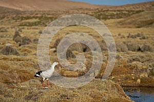 Andean Goose on the Altiplano