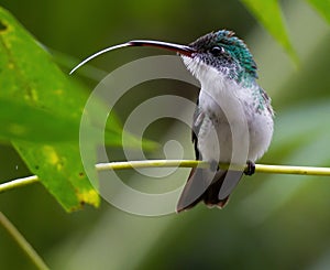Andean green hummingbird with tongue out, Mindo, Ecuador