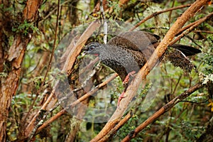 Andean Guan - Penelope montagnii gamefowl bird in Cracidae, subfamily Penelopinae, highlands of the Andes in Venezuela and