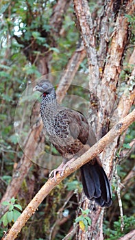 Andean guan in Yanacocha Reserve