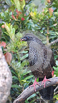 Andean guan in Yanacocha Reserve